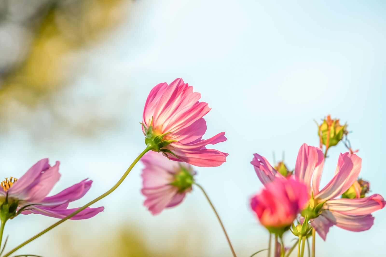 Fujifilm X-T10 sample photo. Cosmea, flower, blossom photography