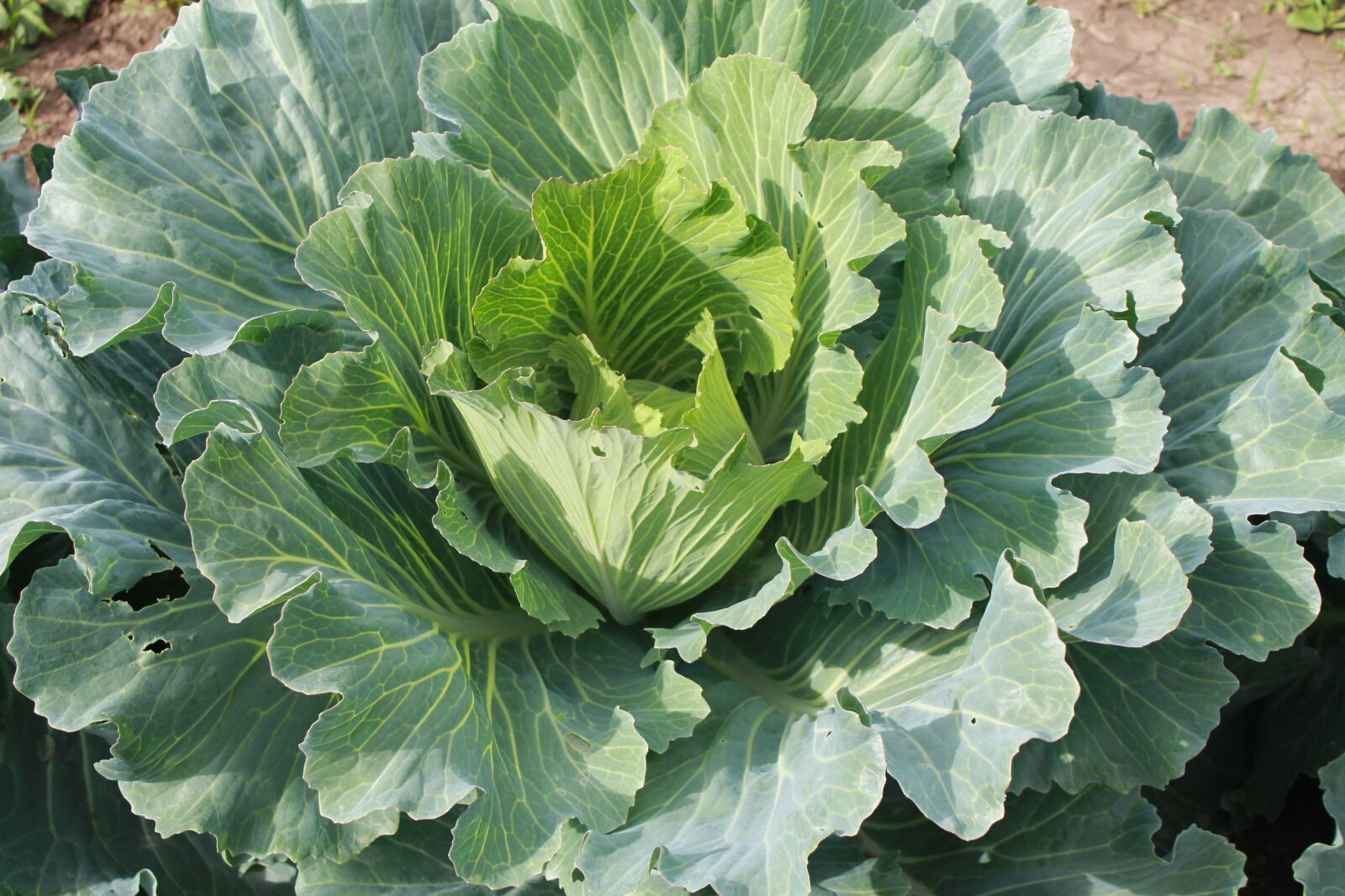 Canon EOS 1100D (EOS Rebel T3 / EOS Kiss X50) sample photo. Cabbage, farmer, land photography