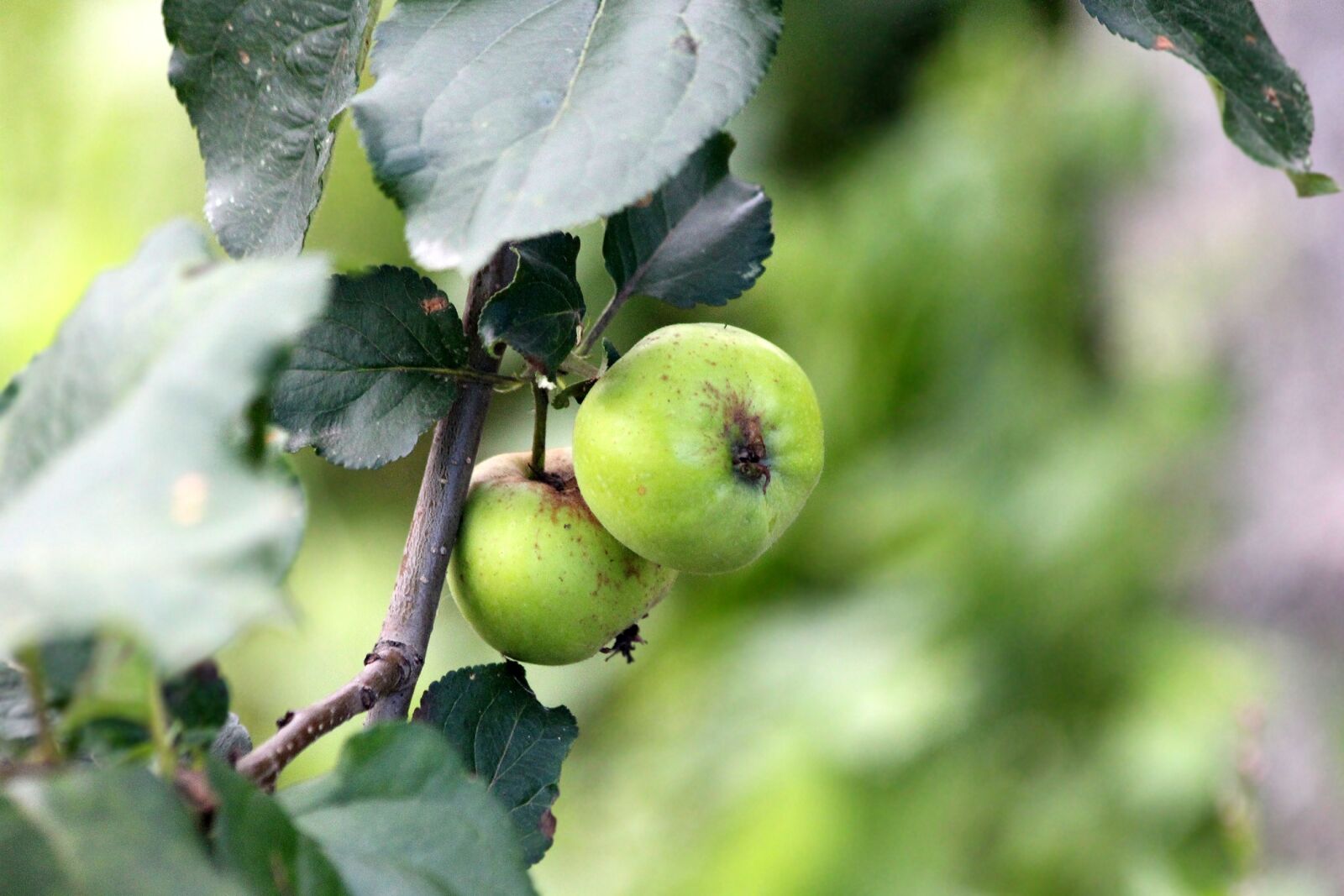 Листок яблони