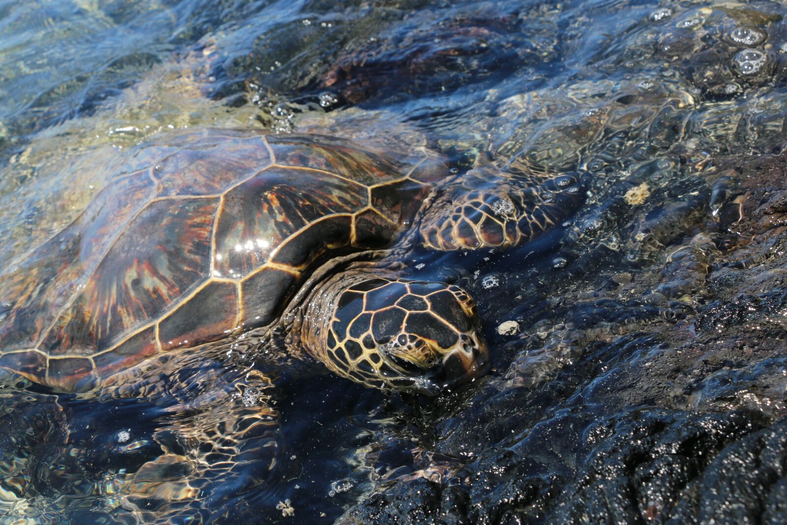 Canon EOS 70D sample photo. Turtle, sea, water photography