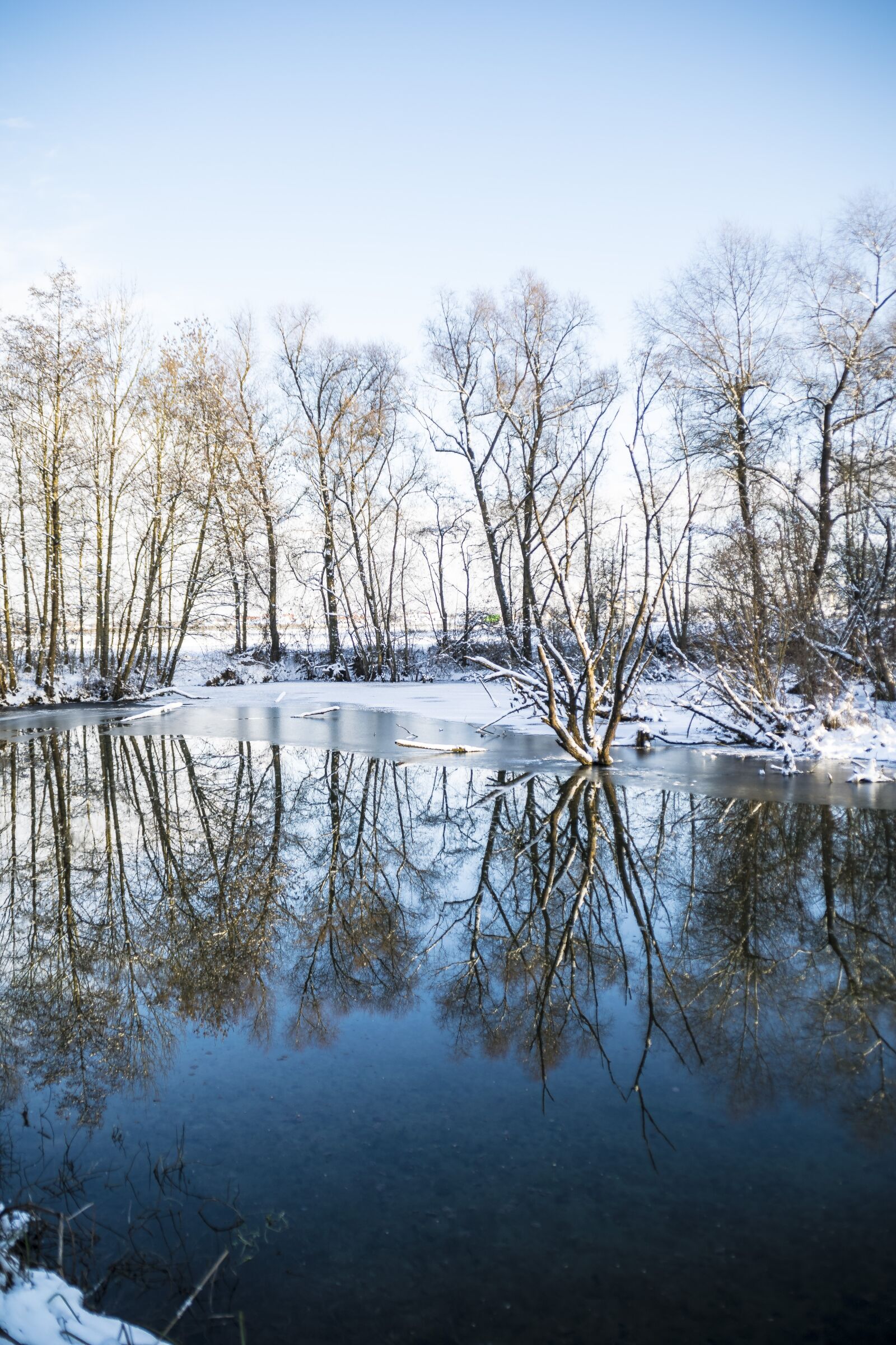 Nikon D5300 sample photo. Winter, mirroring, trees photography