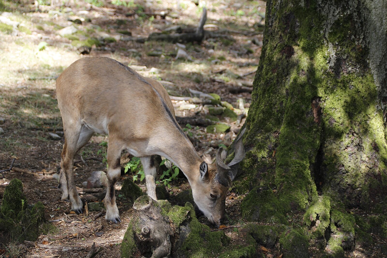 Canon EOS 700D (EOS Rebel T5i / EOS Kiss X7i) sample photo. Screw a goat, animal photography
