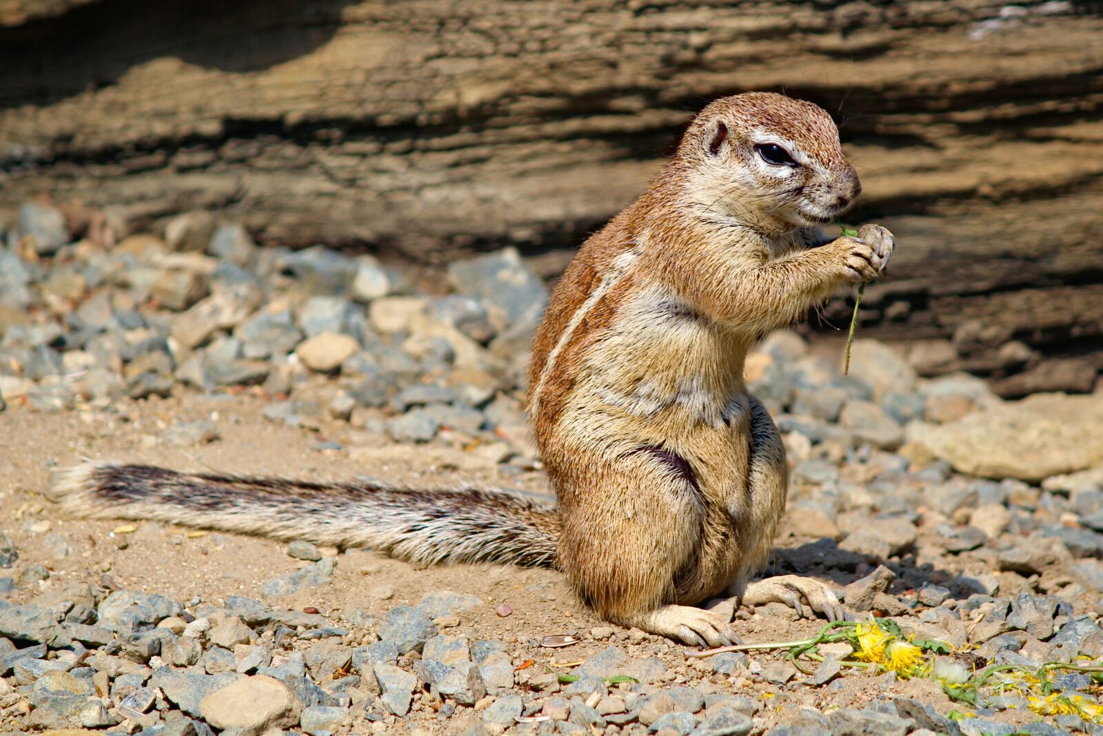 Canon EOS 550D (EOS Rebel T2i / EOS Kiss X4) sample photo. The squirrel, called cape photography