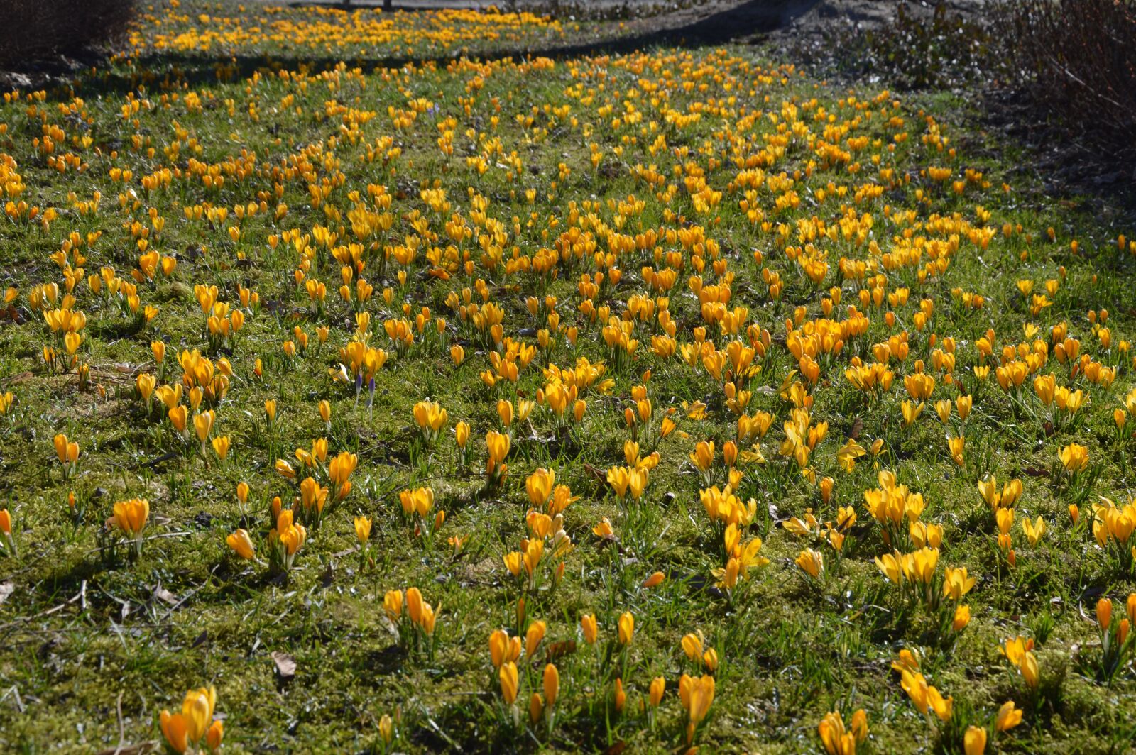 Nikon D3200 sample photo. Spring, crocus, flowers photography