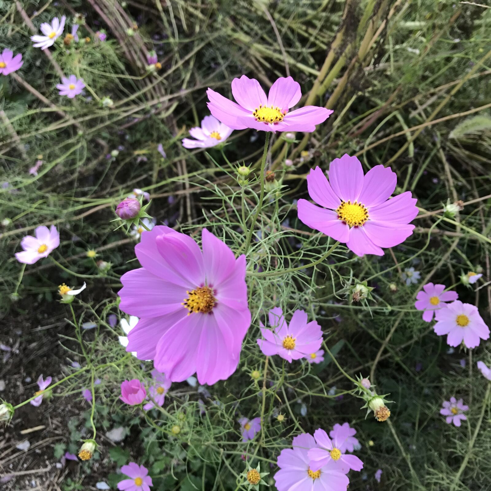 Apple iPhone 7 sample photo. Cosmos, pink, autumn photography