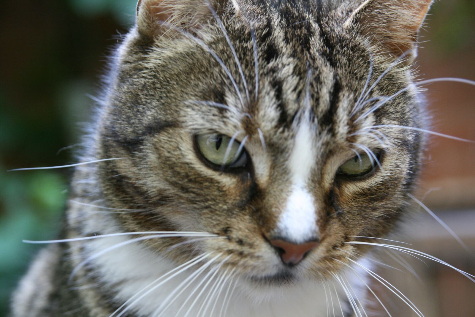 Canon EOS 400D (EOS Digital Rebel XTi / EOS Kiss Digital X) sample photo. Cat, pet, cat's eyes photography