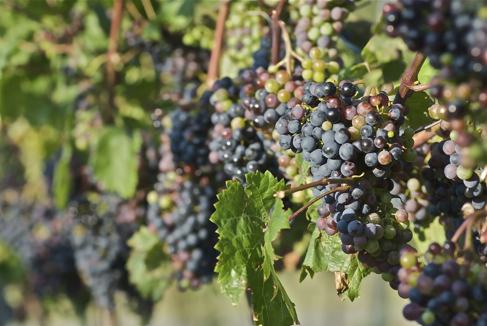 Nikon D200 sample photo. Red wine, grapes, wine photography