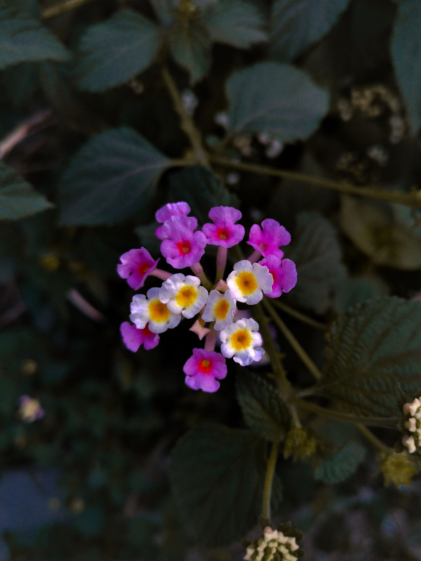 nubia Z11 MINI sample photo. Flowers, flora, wildflower photography