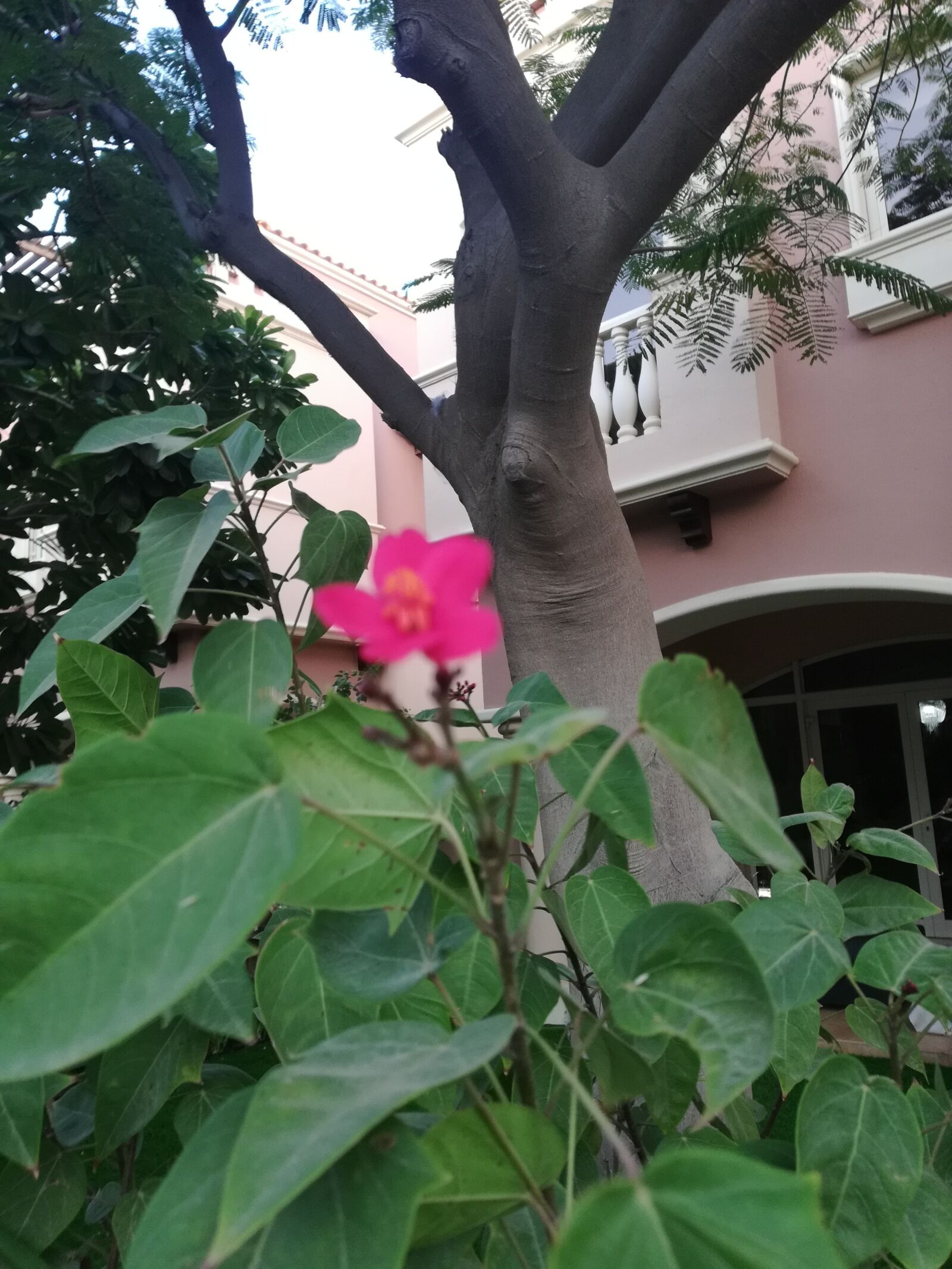 HUAWEI Honor 7X sample photo. Pink, flower, rose photography