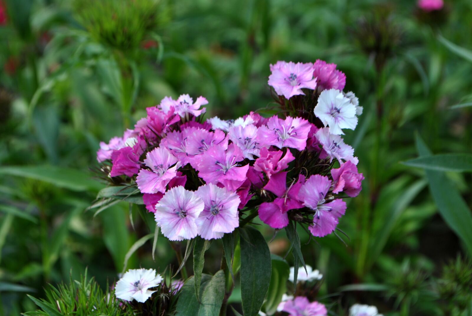 Nikon D3000 sample photo. Flowers photography