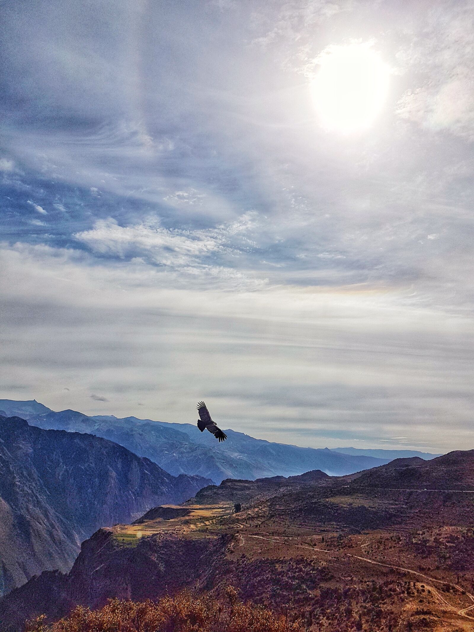 Samsung Galaxy S7 sample photo. Sky, condor, flying photography