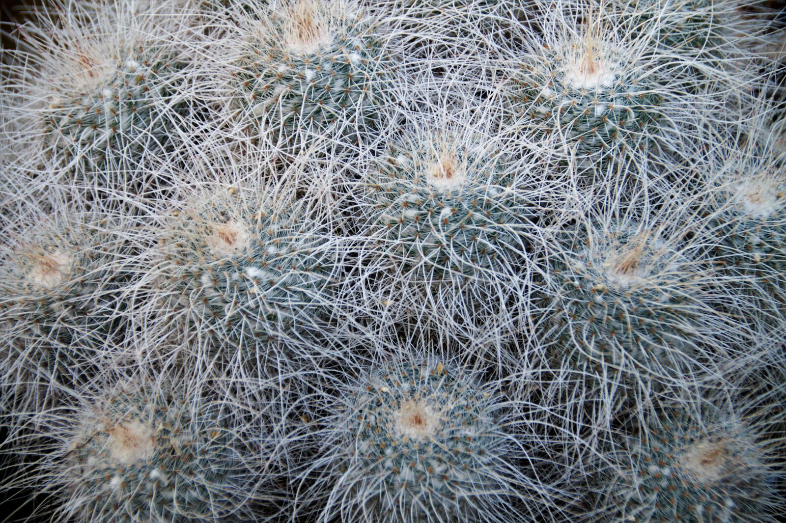 Sony SLT-A58 sample photo. Cactus, exotic, plant photography
