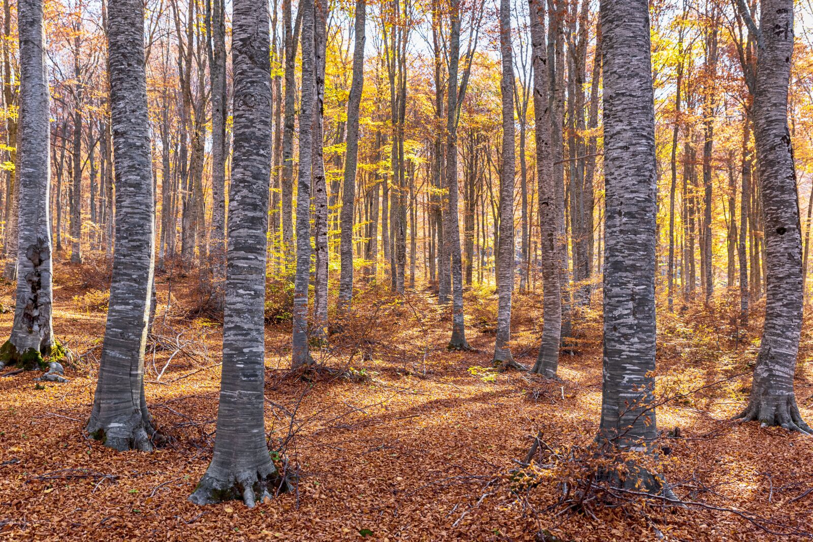 Tamron SP 24-70mm F2.8 Di VC USD sample photo. Trees, forest, nature photography
