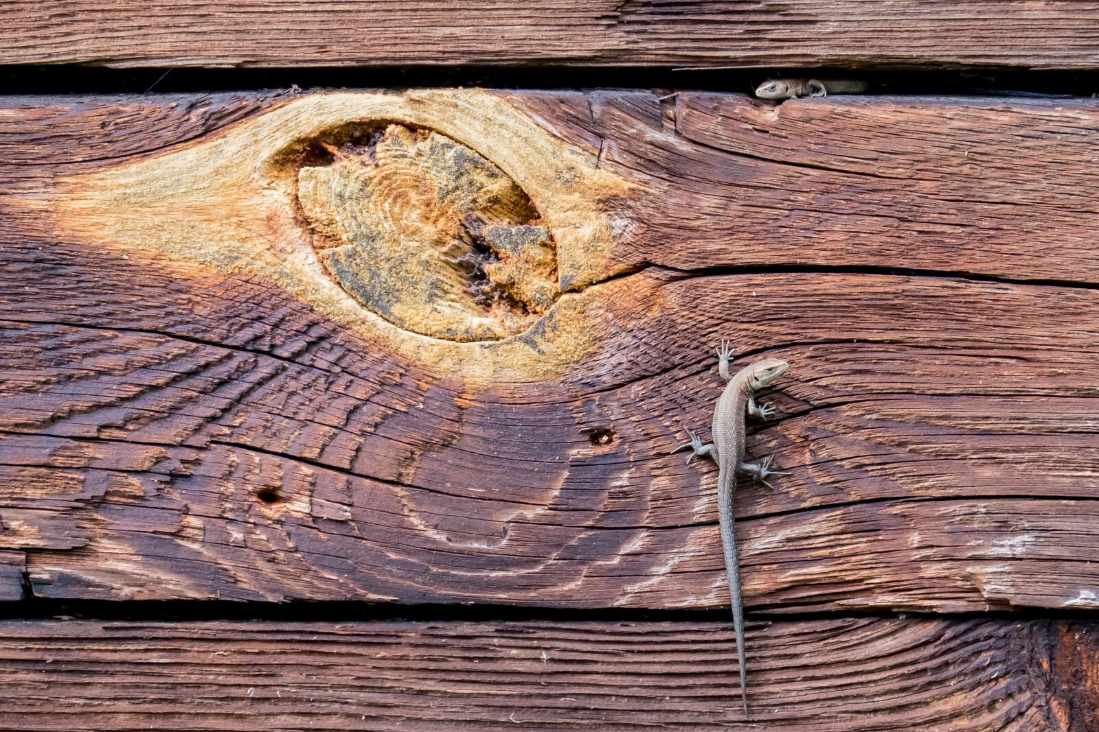 Fujifilm X-T1 sample photo. The lizard, wood, rub photography
