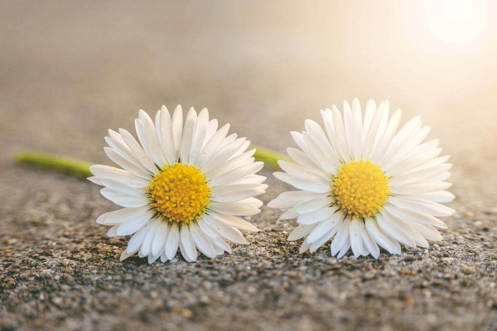 Sony E 16-50mm F3.5-5.6 PZ OSS sample photo. Daisy, floral, spring photography