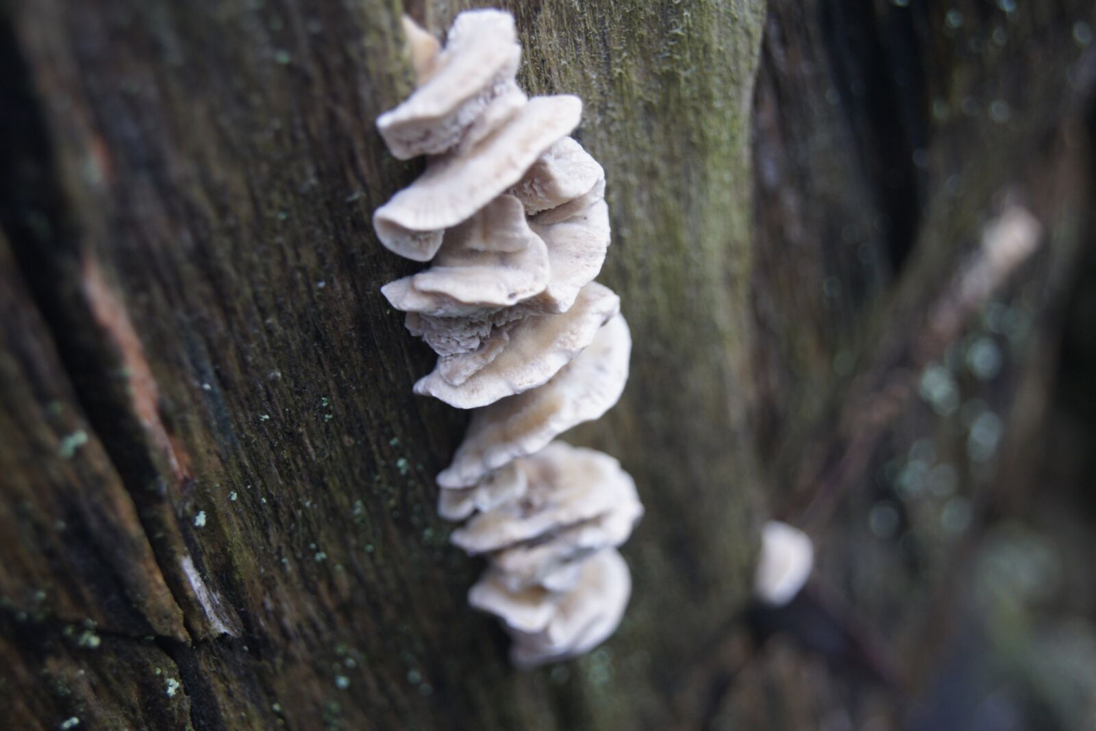 Sony Alpha DSLR-A500 sample photo. Mushroom, autumn, mushrooms photography