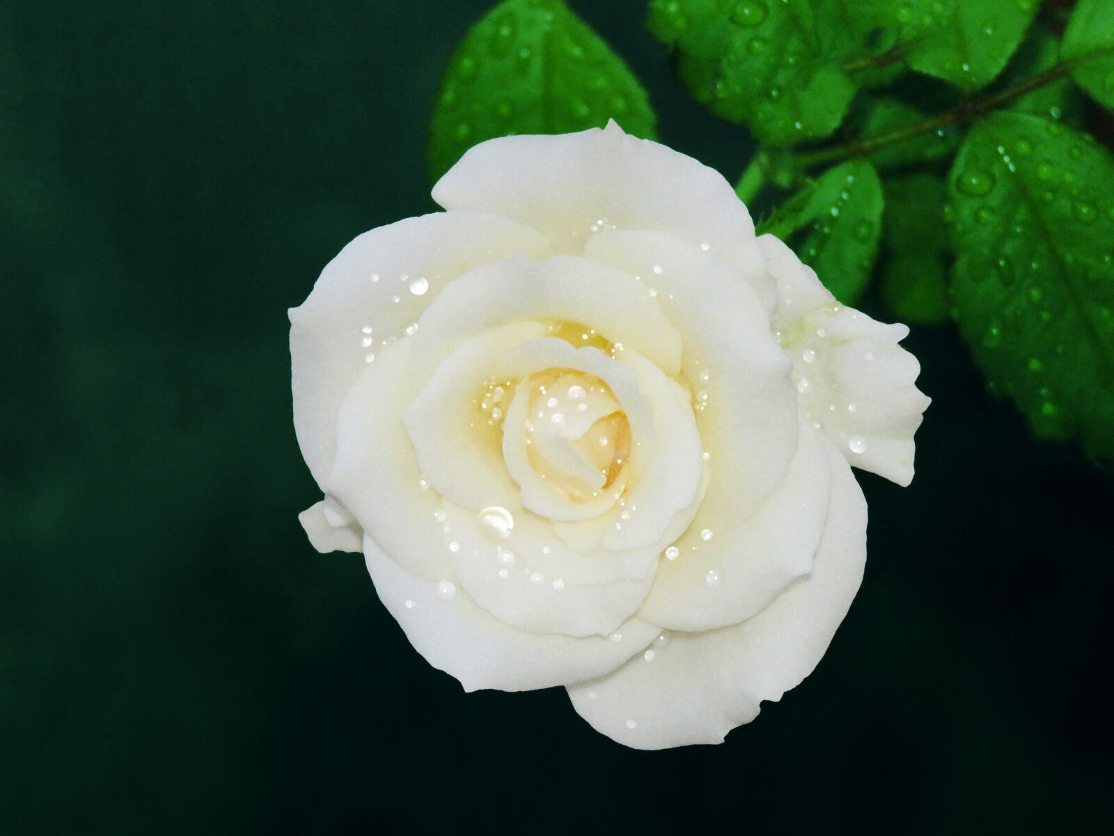 Canon PowerShot SX60 HS sample photo. White rose, rose, flower photography
