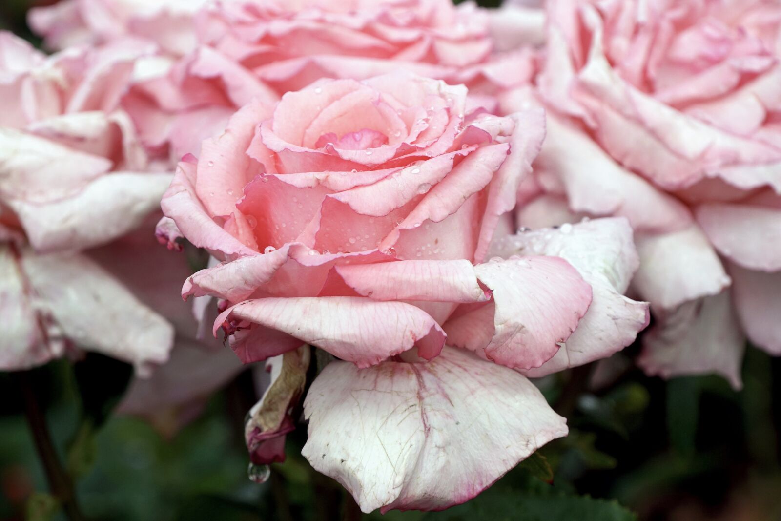 Sony DT 18-135mm F3.5-5.6 SAM sample photo. Roses, pink, romantic photography