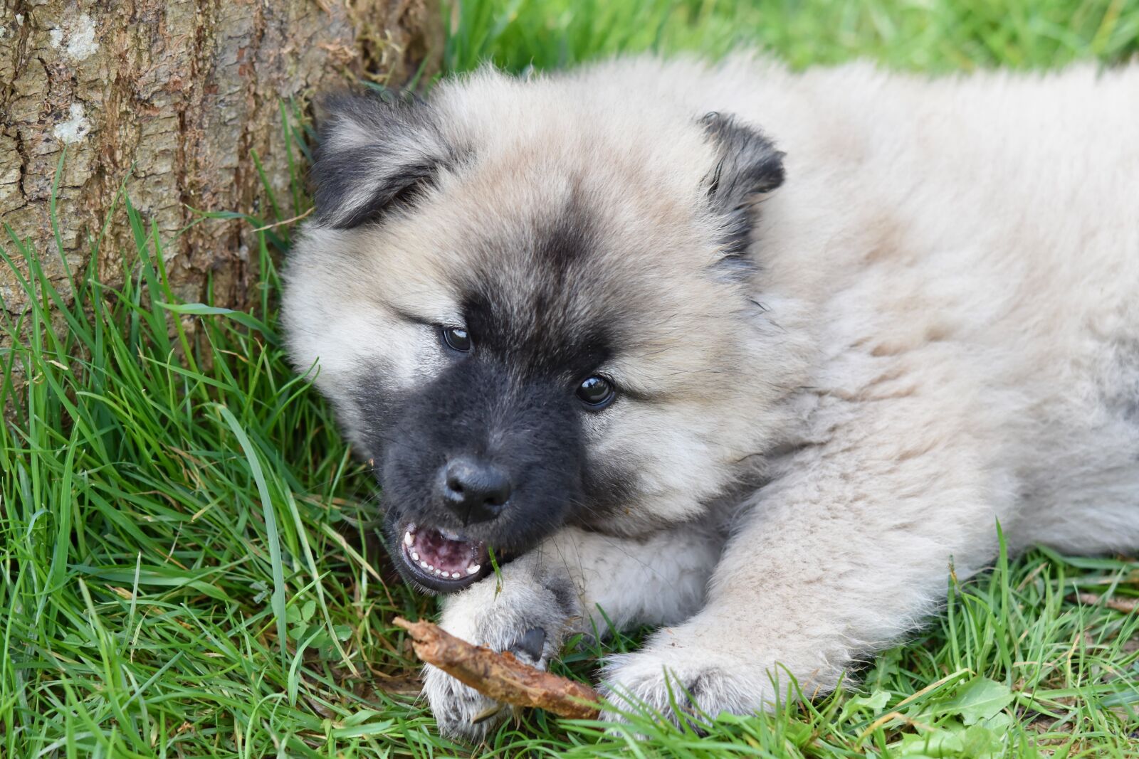 Nikon D5600 sample photo. Dog, puppy, pup photography