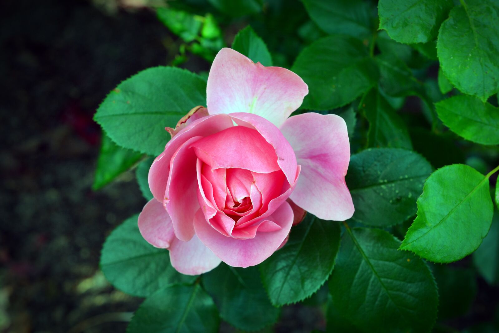 Nikon D5200 sample photo. Rose, blossom, bloom photography