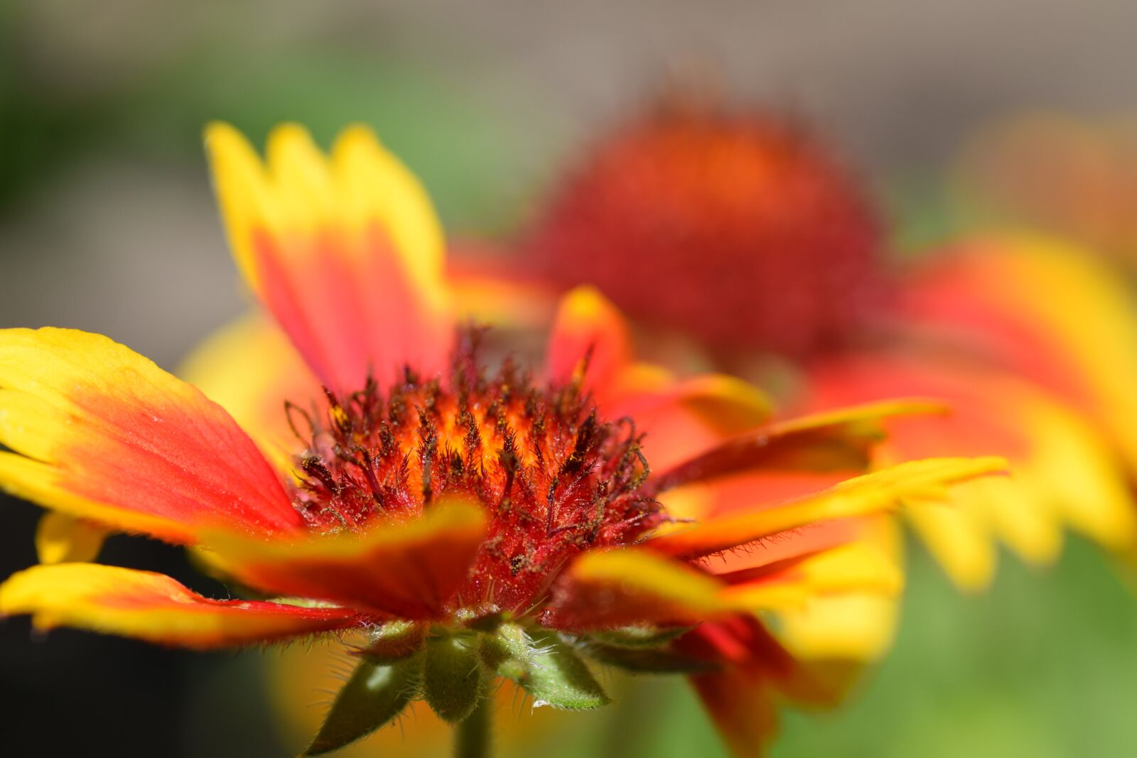 Nikon D5300 sample photo. Flower, red, yellow photography