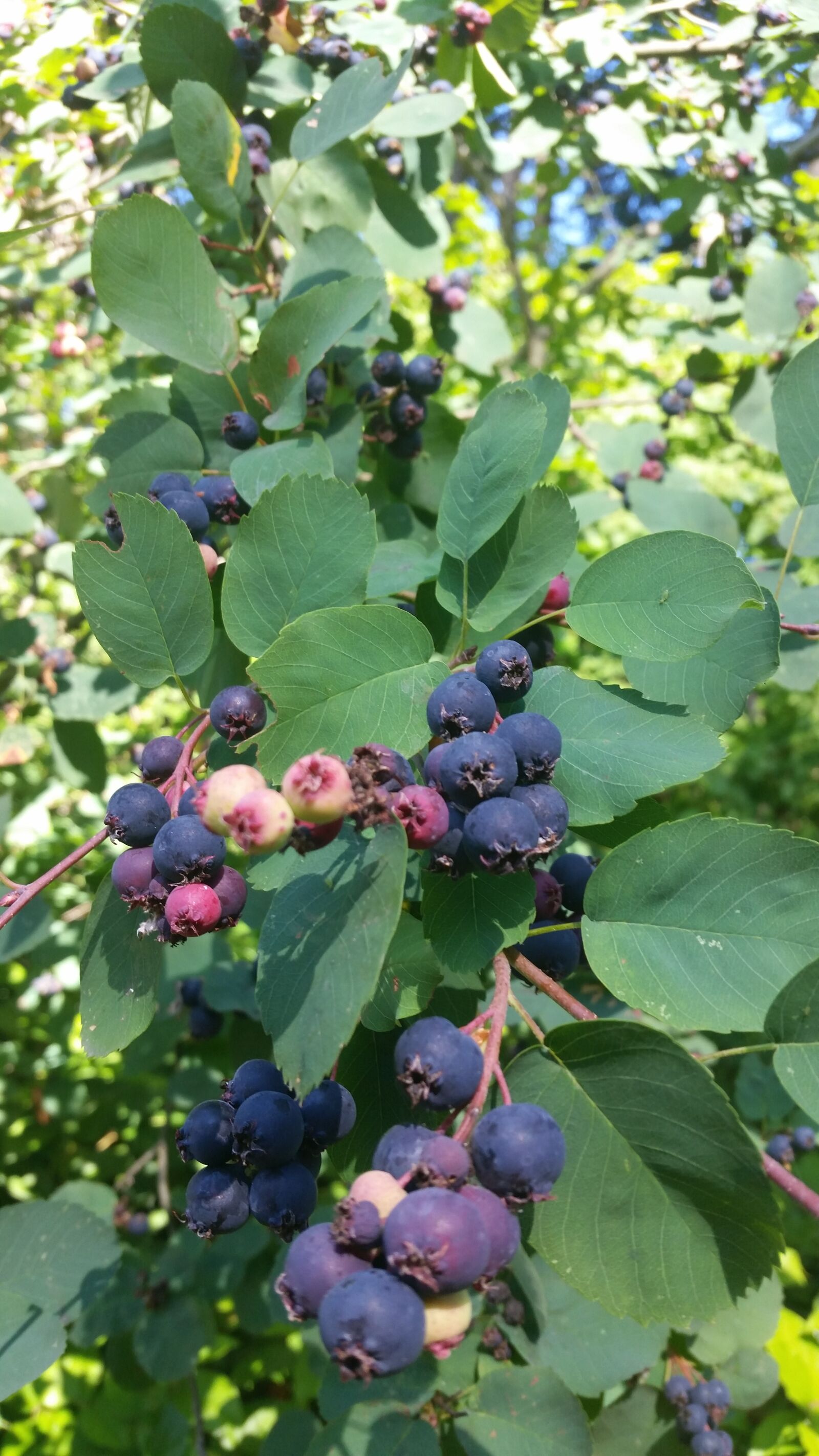 Samsung Galaxy S5 sample photo. Blue, june, berries, tree photography