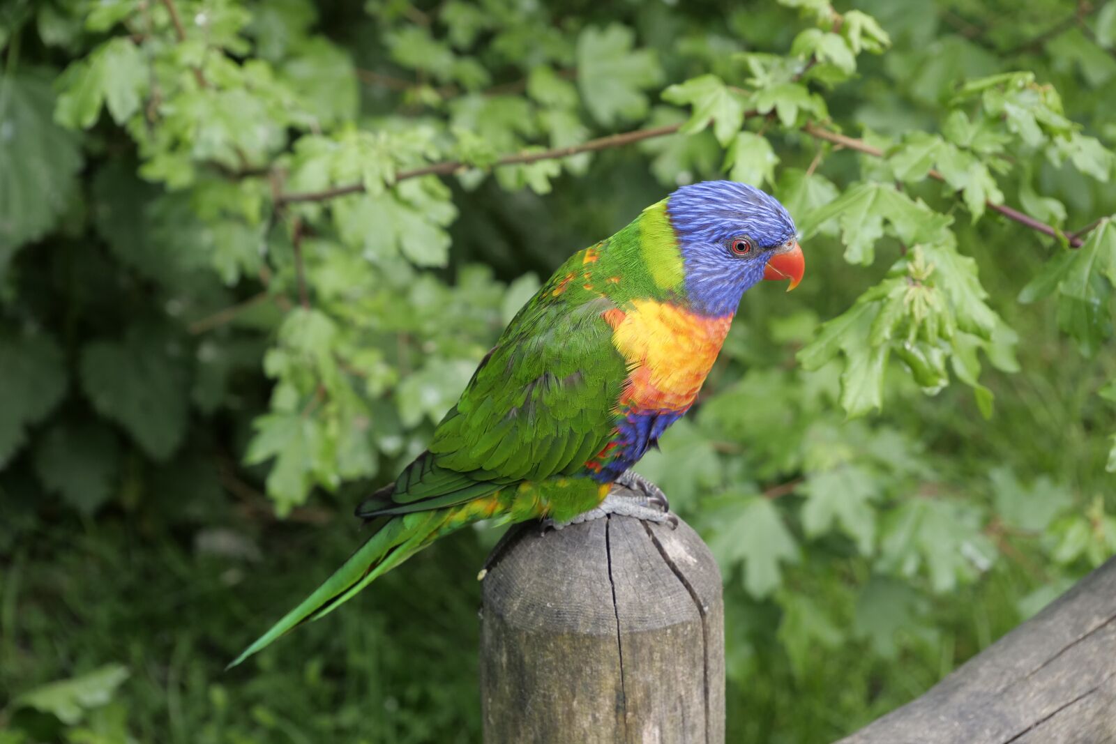 Panasonic Lumix DC-G9 sample photo. Animals, birds, lori photography