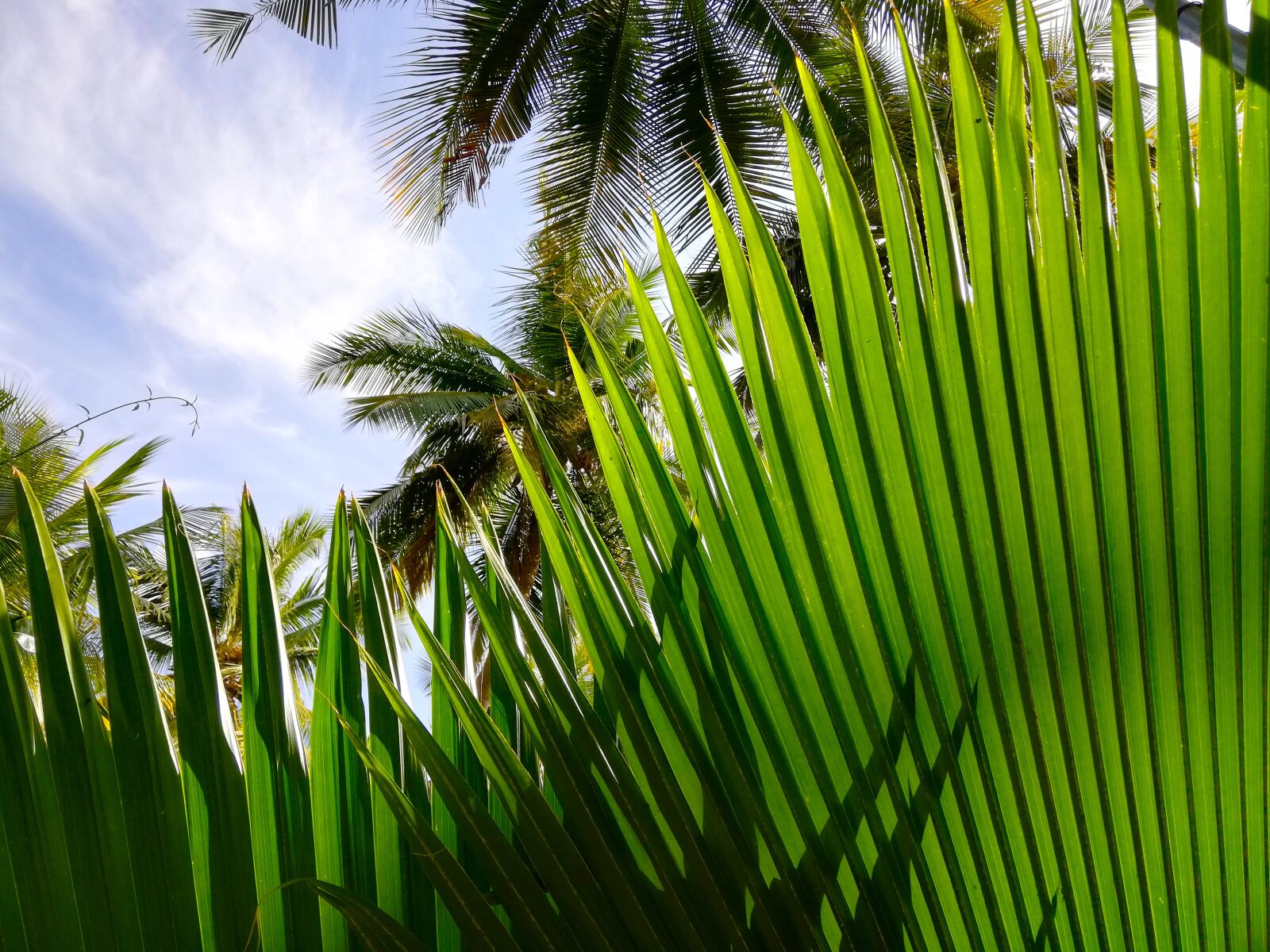 HUAWEI nova 2i sample photo. Palm trees, sky, tropical photography