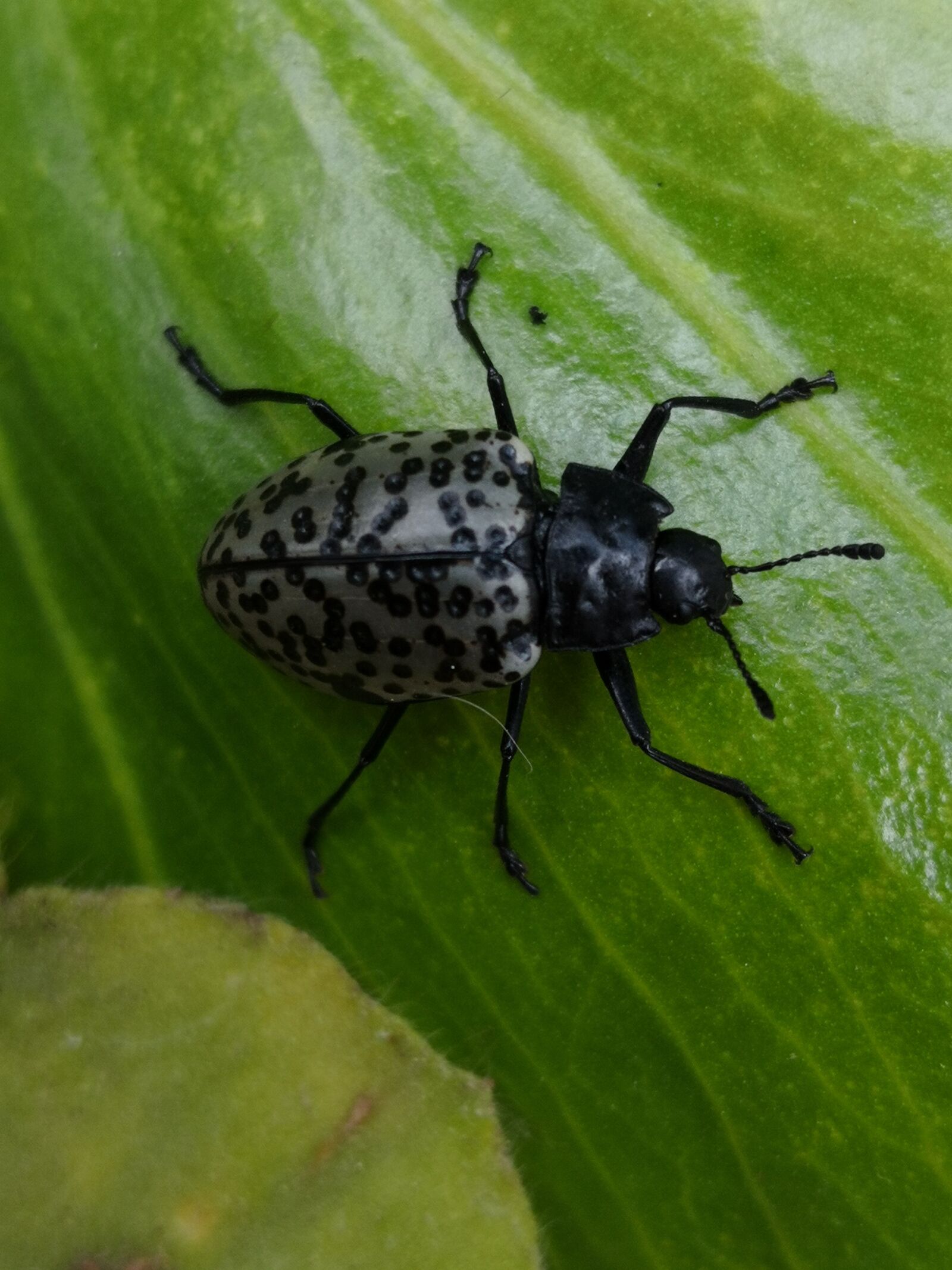 HUAWEI Mate 10 Pro sample photo. Beetle, coleoptera, insects photography