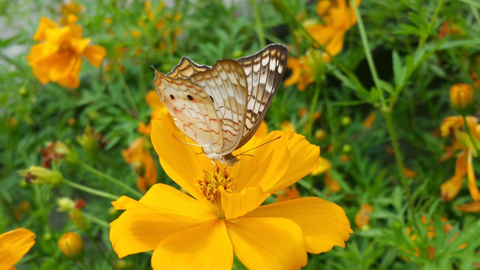 Samsung Galaxy Note4 sample photo. Butterfly, braun wings, yellow photography