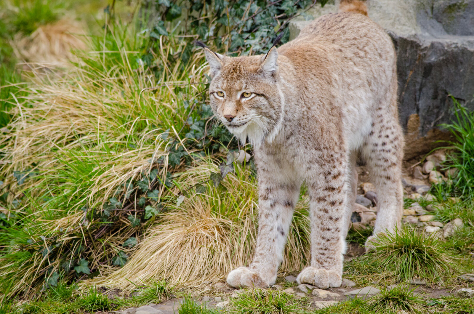 Nikon D7000 + Sigma APO Tele Macro 300mm F4 sample photo. Lynx, on, green, grass photography