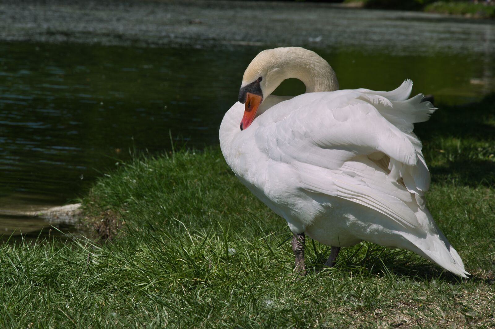 Nikon D5300 sample photo. Swan, animal, water photography