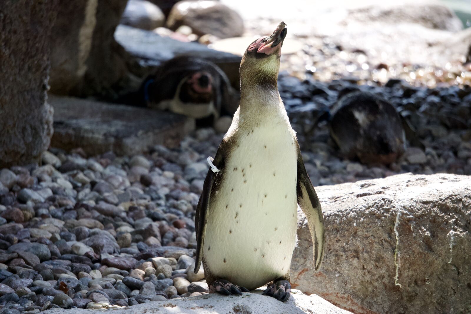 Sony E 55-210mm F4.5-6.3 OSS sample photo. Zoo, penguin, bird photography