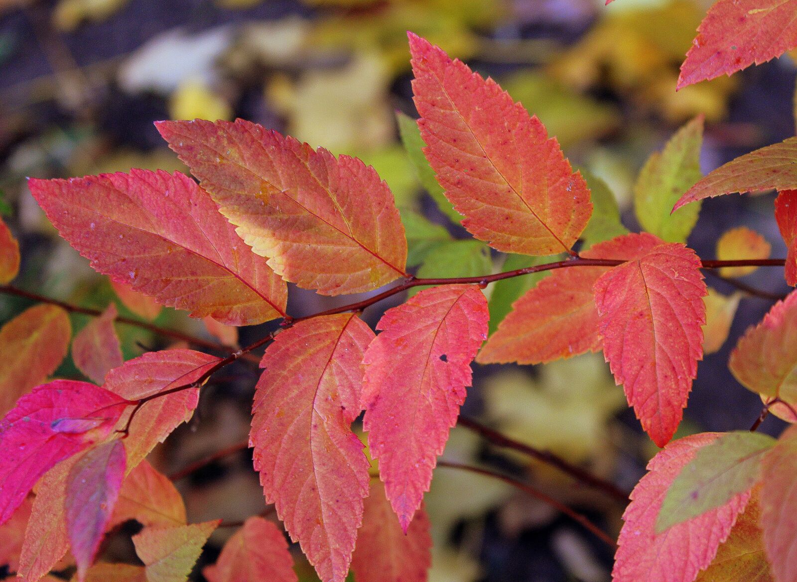 Canon EOS 1200D (EOS Rebel T5 / EOS Kiss X70 / EOS Hi) sample photo. Red, leaflet, fresh photography