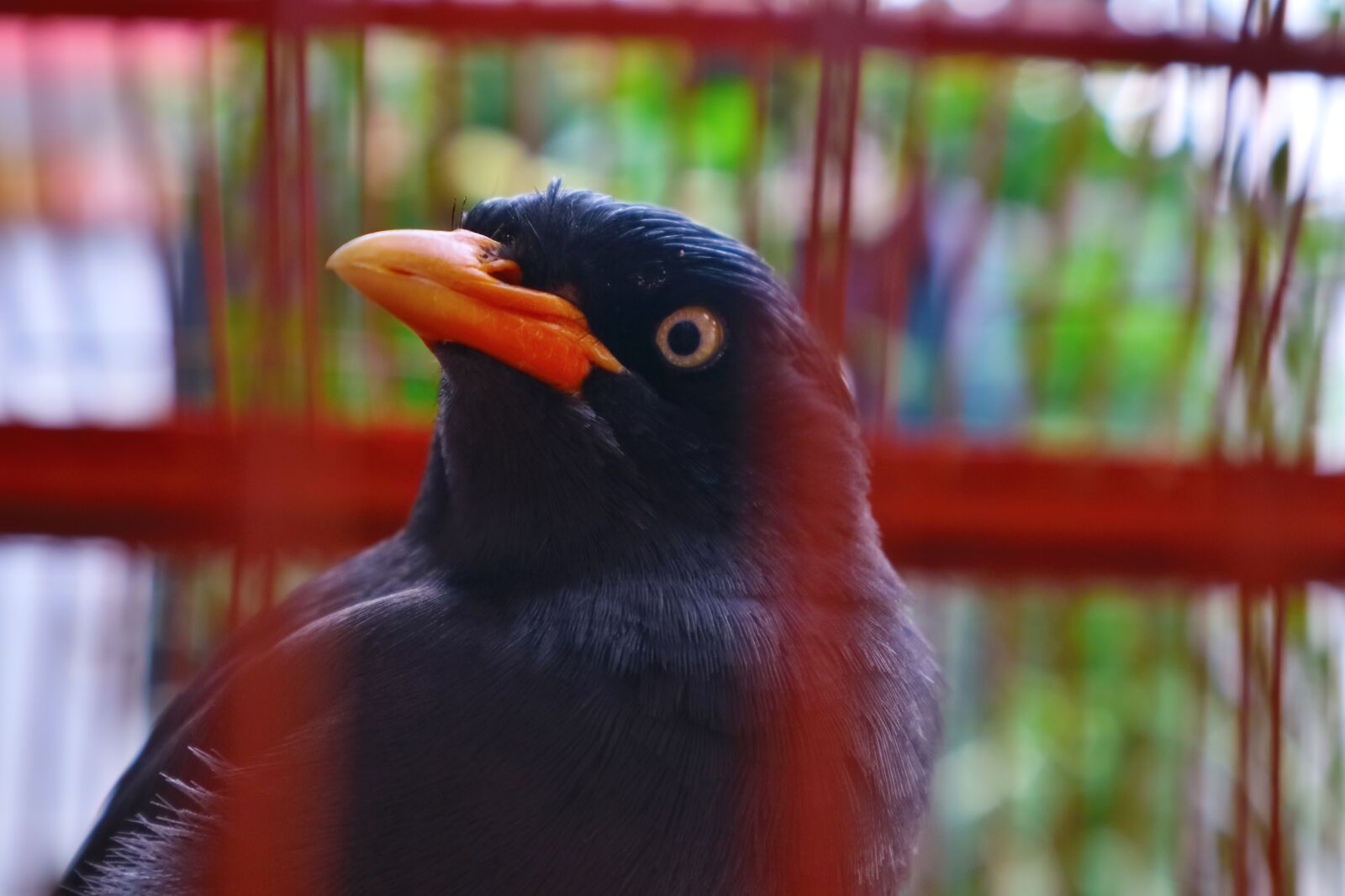 Canon EOS M3 + Canon EF-M 15-45mm F3.5-6.3 IS STM sample photo. Bird, starling, animals photography