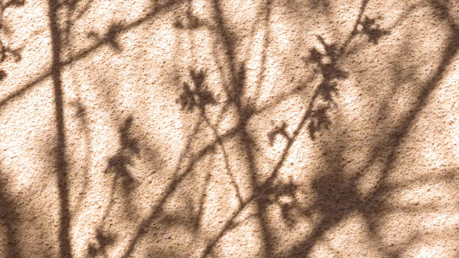 Canon PowerShot SX40 HS sample photo. Shadow, nature, natural photography