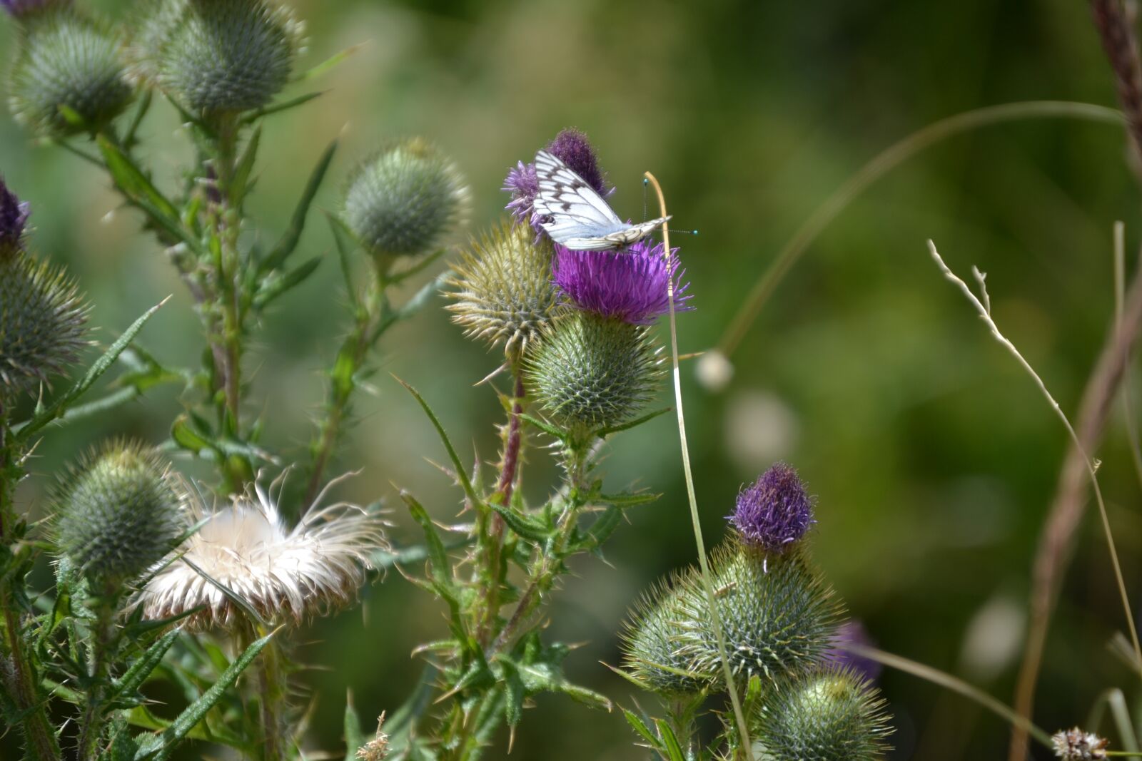 Nikon D3100 sample photo. Butterfly, plant, insect photography