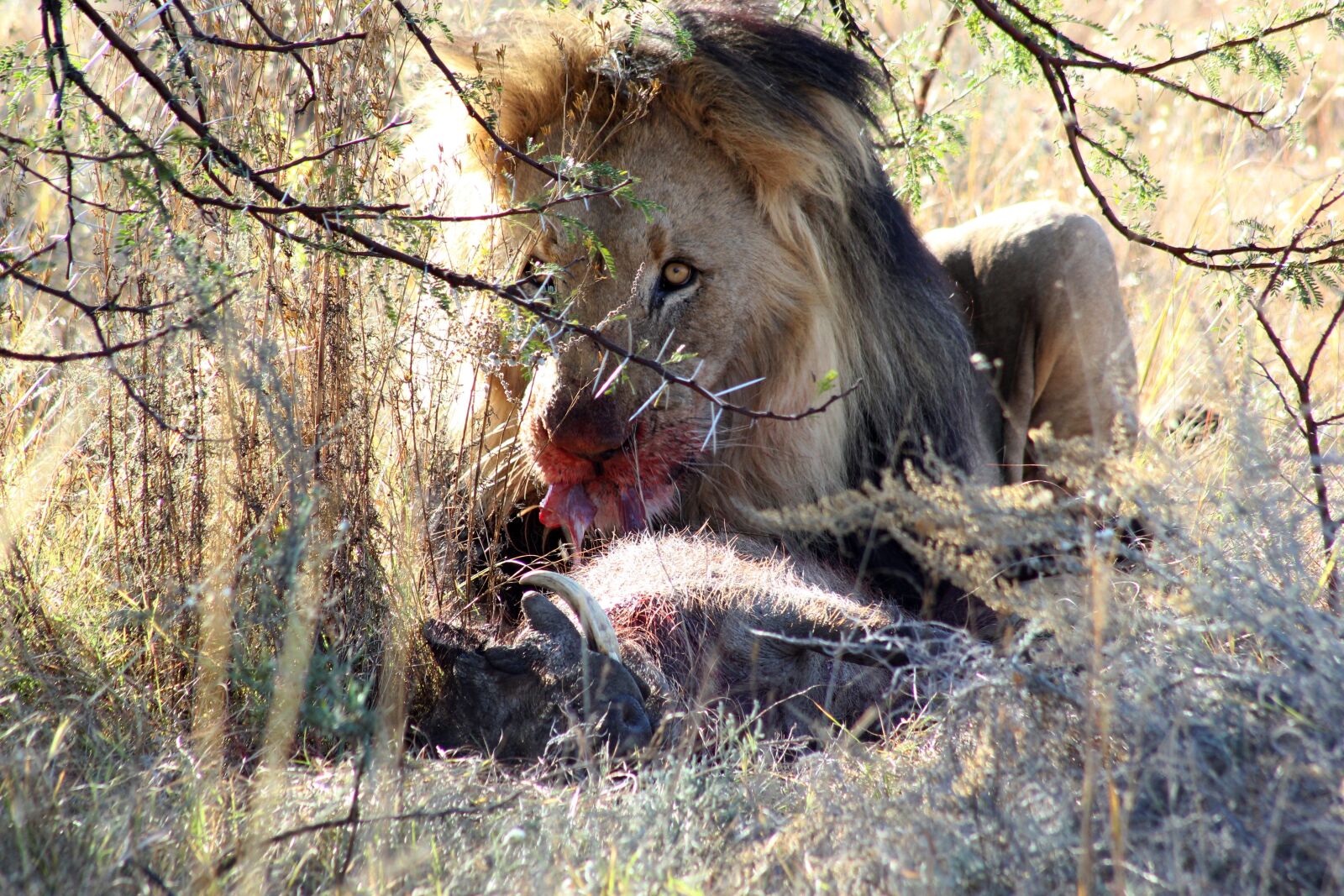 Canon EOS 550D (EOS Rebel T2i / EOS Kiss X4) sample photo. Lion, prey, south africa photography