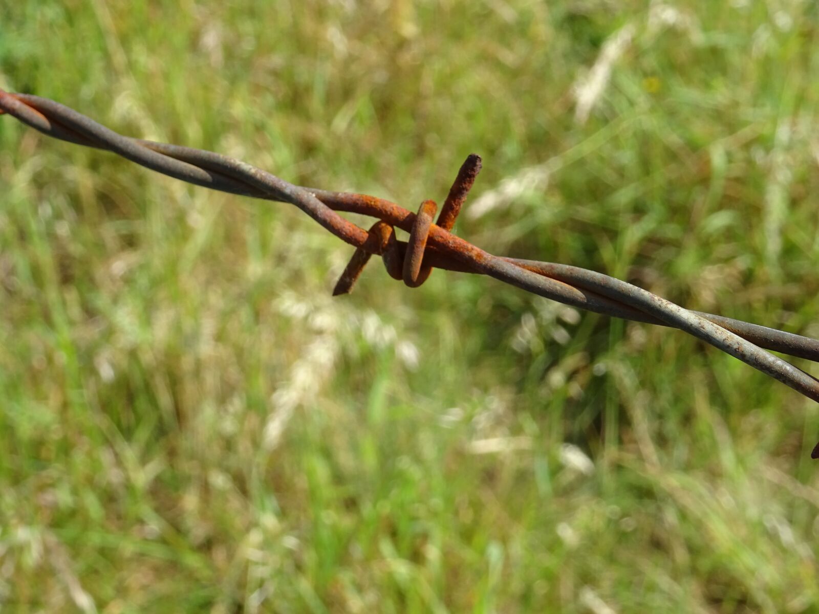 Sony DSC-HX60 sample photo. Barbed, wire, fence photography
