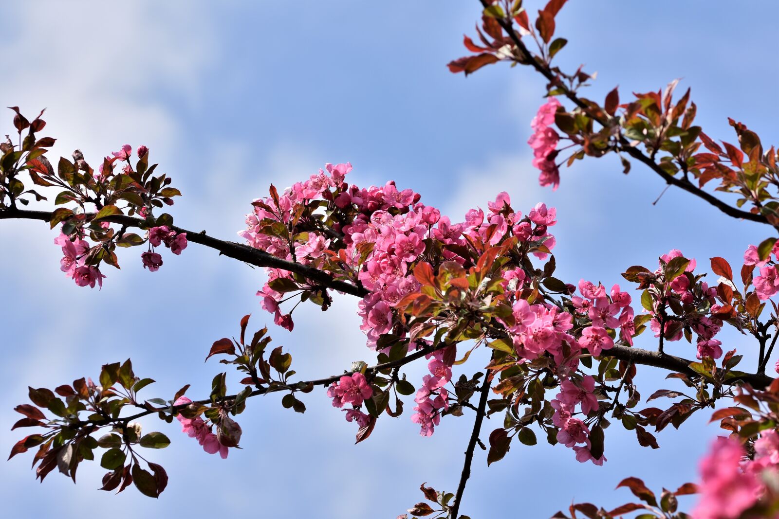 Nikon D7200 sample photo. Ornamental cherry, cherry blossoms photography