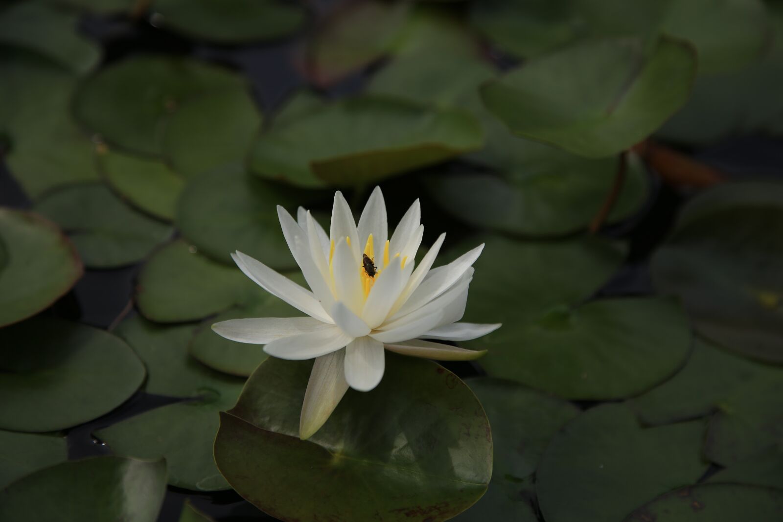 Canon EOS 6D + Canon EF 24-105mm F4L IS USM sample photo. Lotus, kite, pond photography
