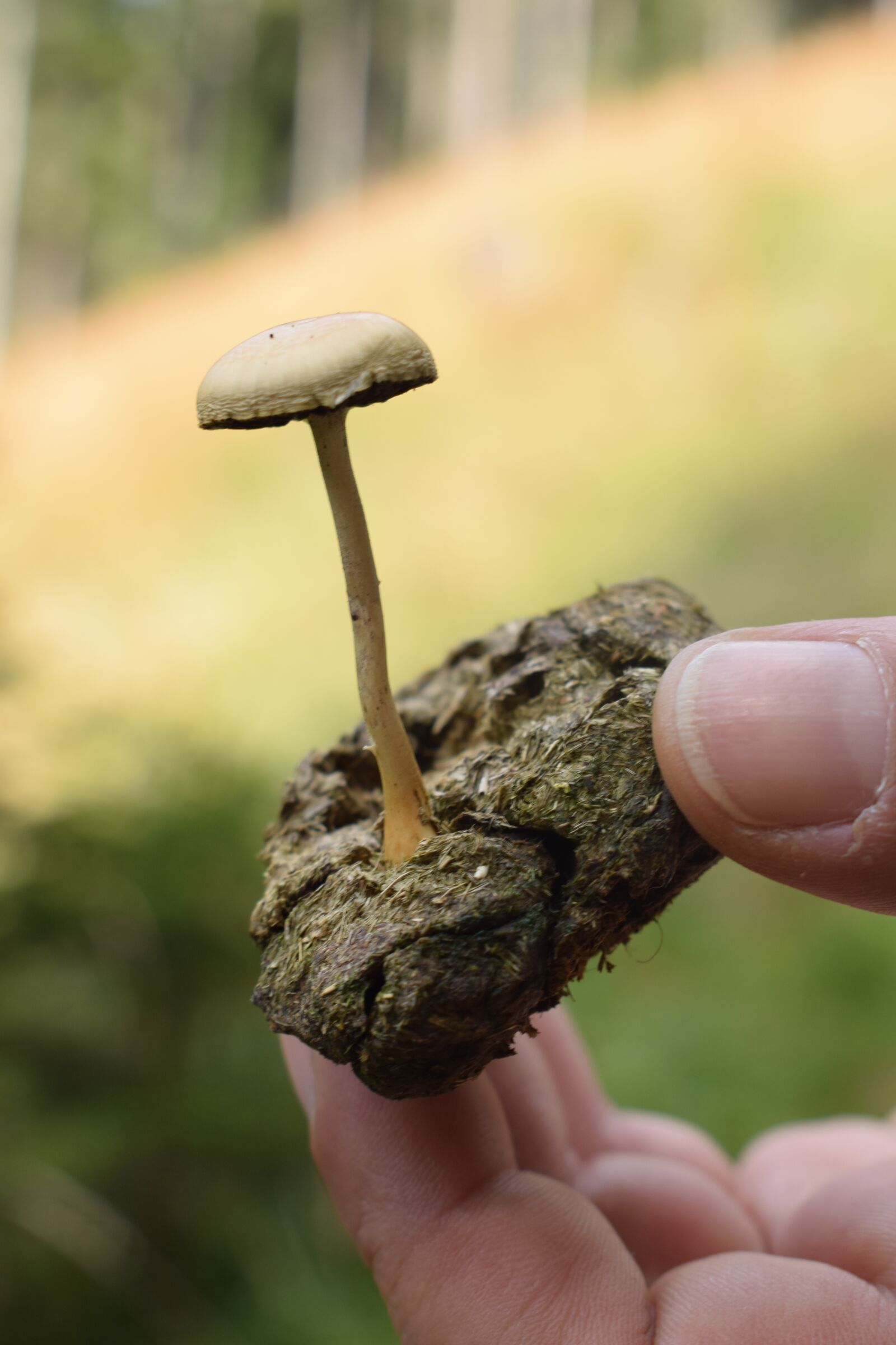 Nikon D3300 sample photo. Mushroom, forest, collect photography