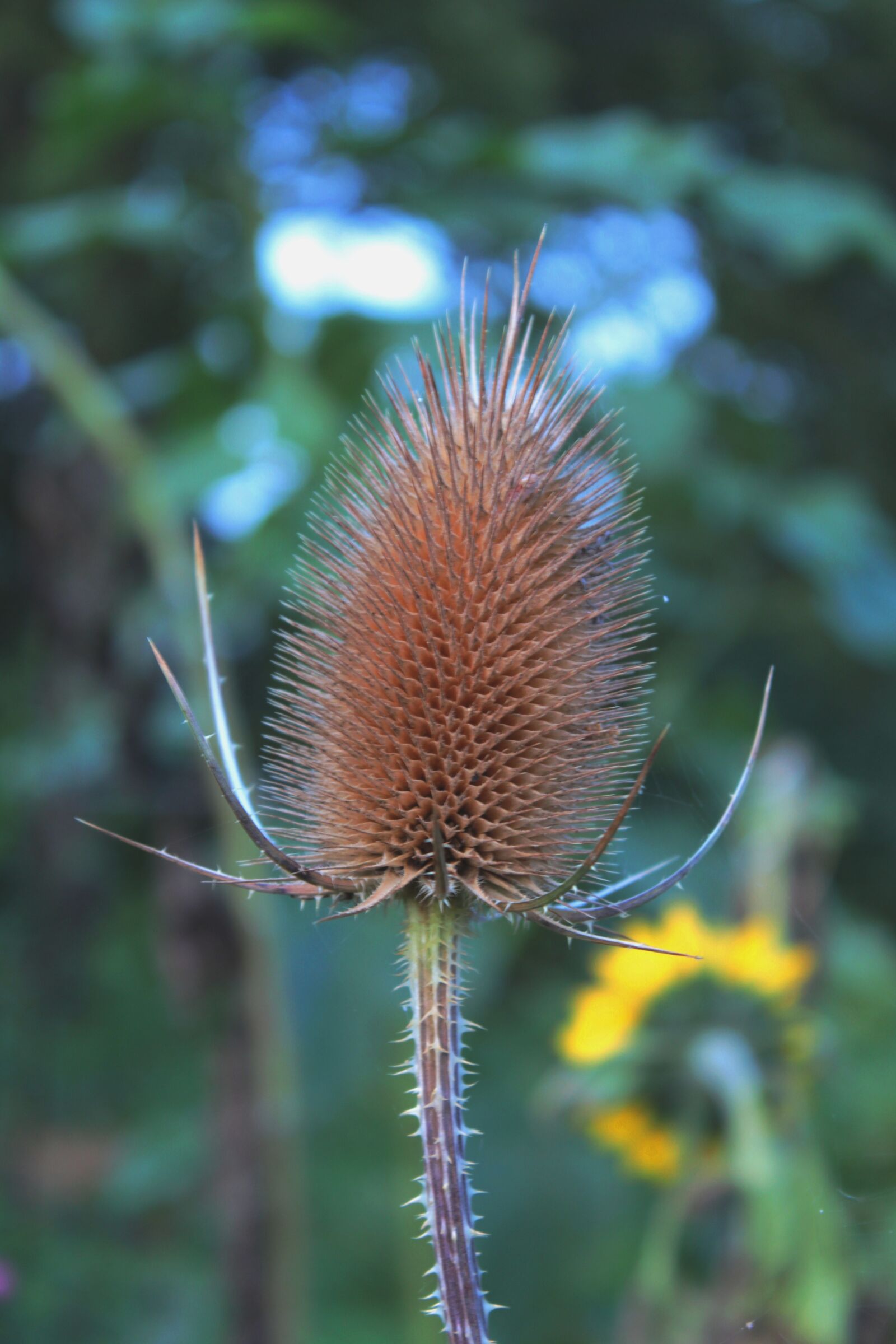 Canon EOS 600D (Rebel EOS T3i / EOS Kiss X5) sample photo. Dipsacus fullonum, great kaardebol photography