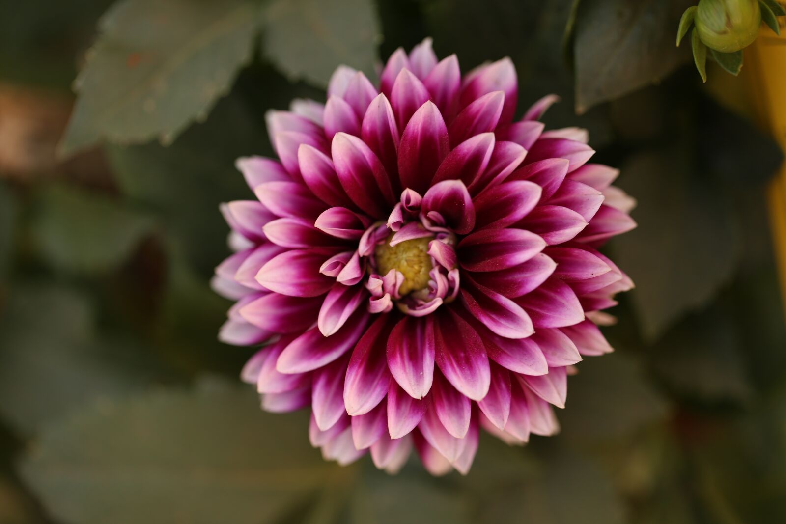 Canon EF 100mm F2.8L Macro IS USM sample photo. Flower, flora, nature photography