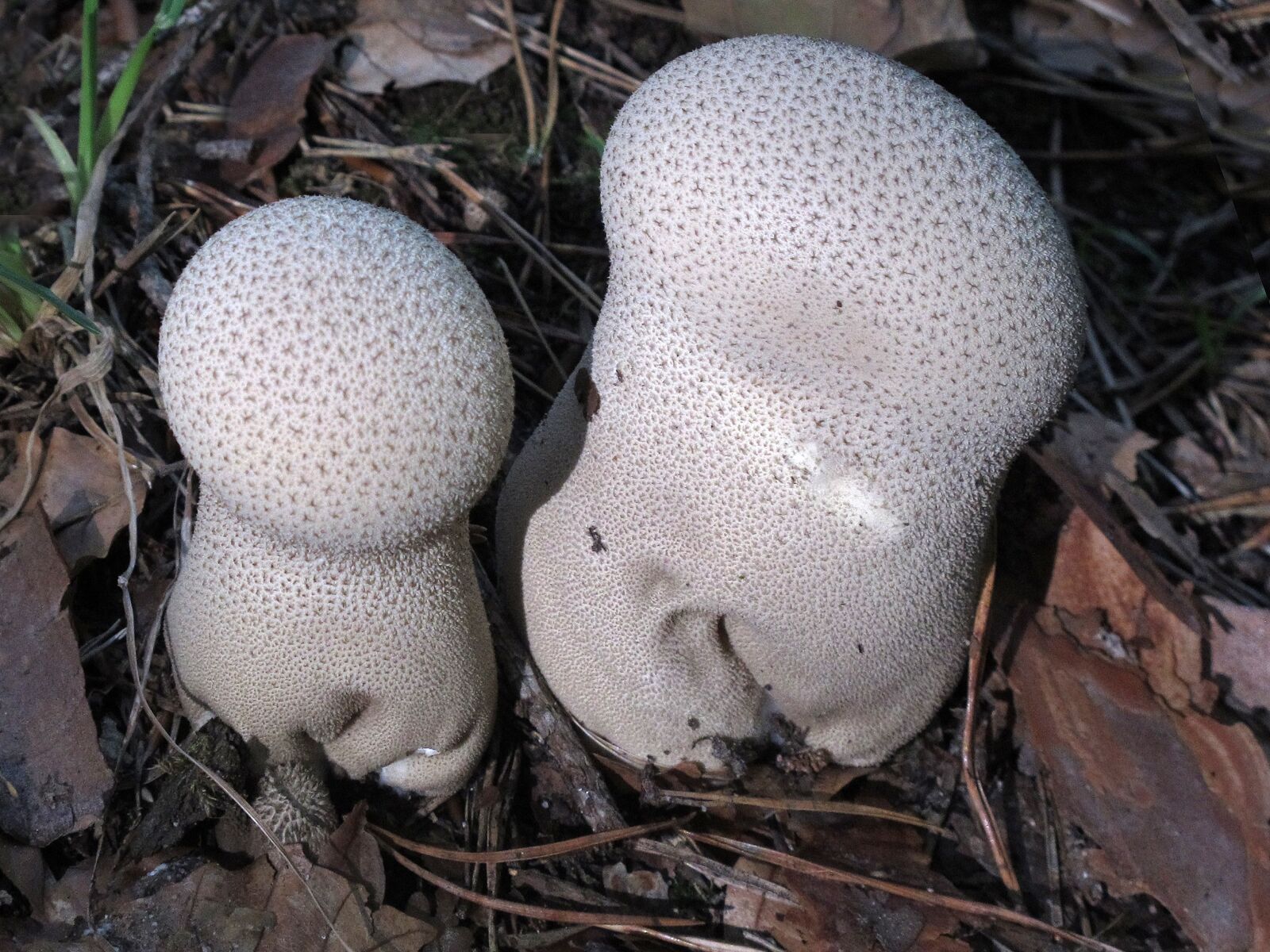 Canon PowerShot G12 sample photo. Mushroom, umbrinum, lycoperdon perlatum photography