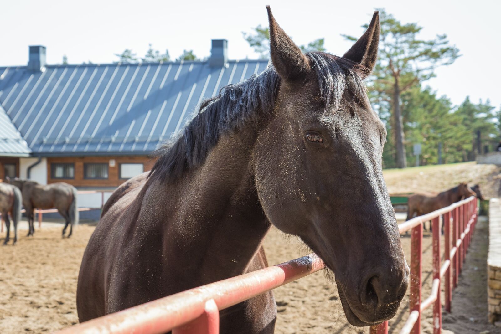 Canon EOS 7D Mark II sample photo. The horse, the head photography