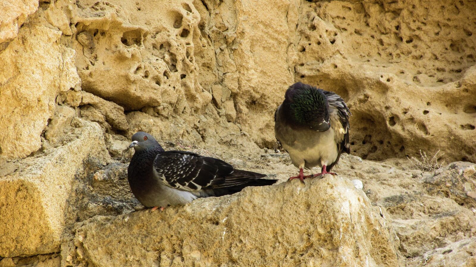 Canon PowerShot SX400 IS sample photo. Pigeons, birds, resting photography
