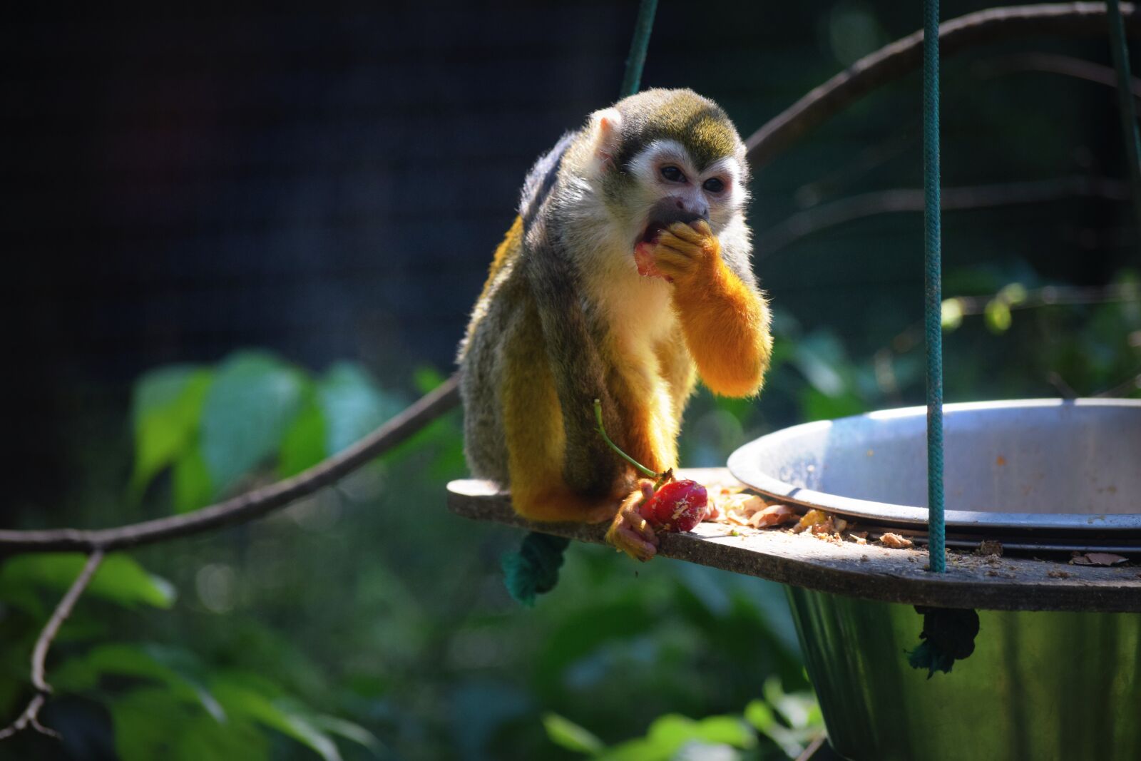 Nikon D3300 sample photo. Monkey, zoo, food photography