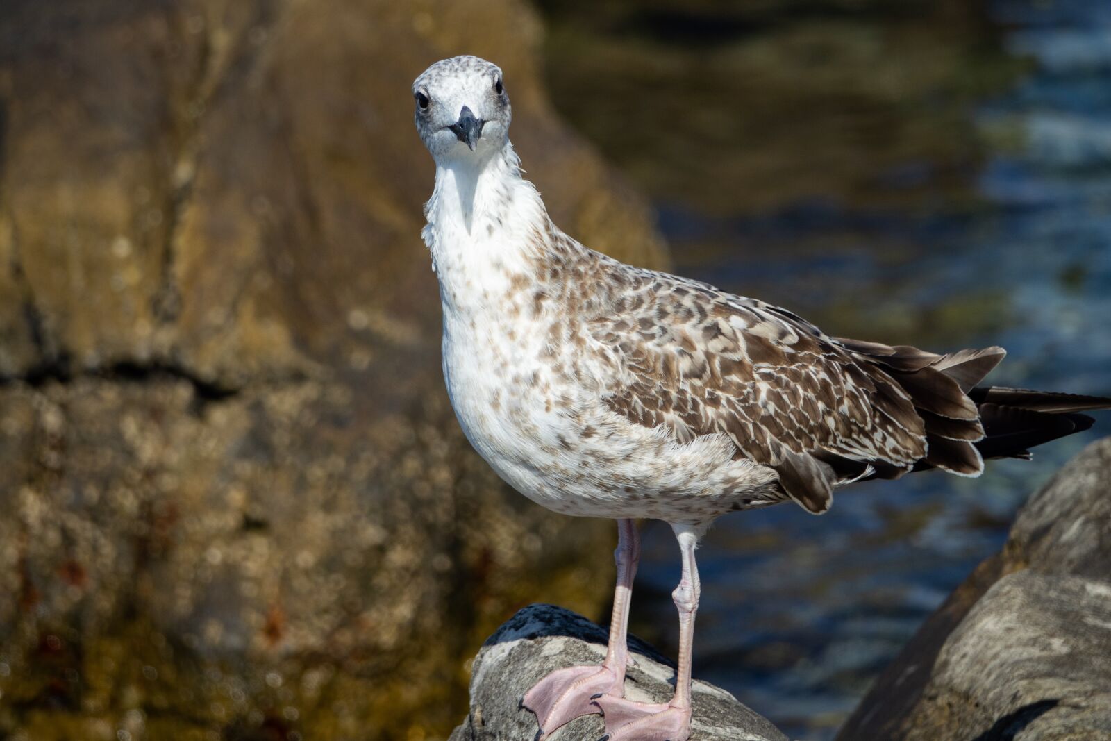 Sony Cyber-shot DSC-RX10 III sample photo. Seagull, bird, bill photography