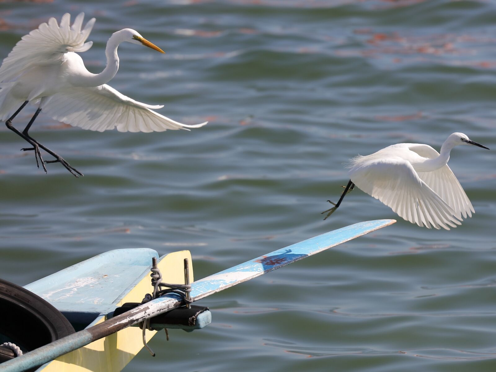 Canon EOS 5DS R + Canon EF 100-400mm F4.5-5.6L IS II USM sample photo. Bird, egret, water photography